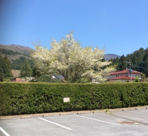 山桜