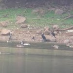 野鳥観察会