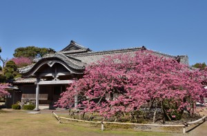 鍋島邸　緋寒桜