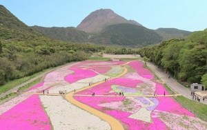 芝桜