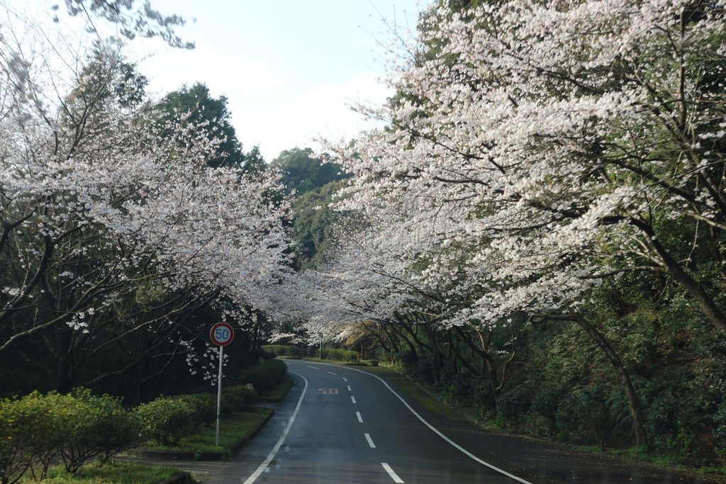 sakura